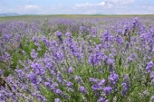 Lavanda